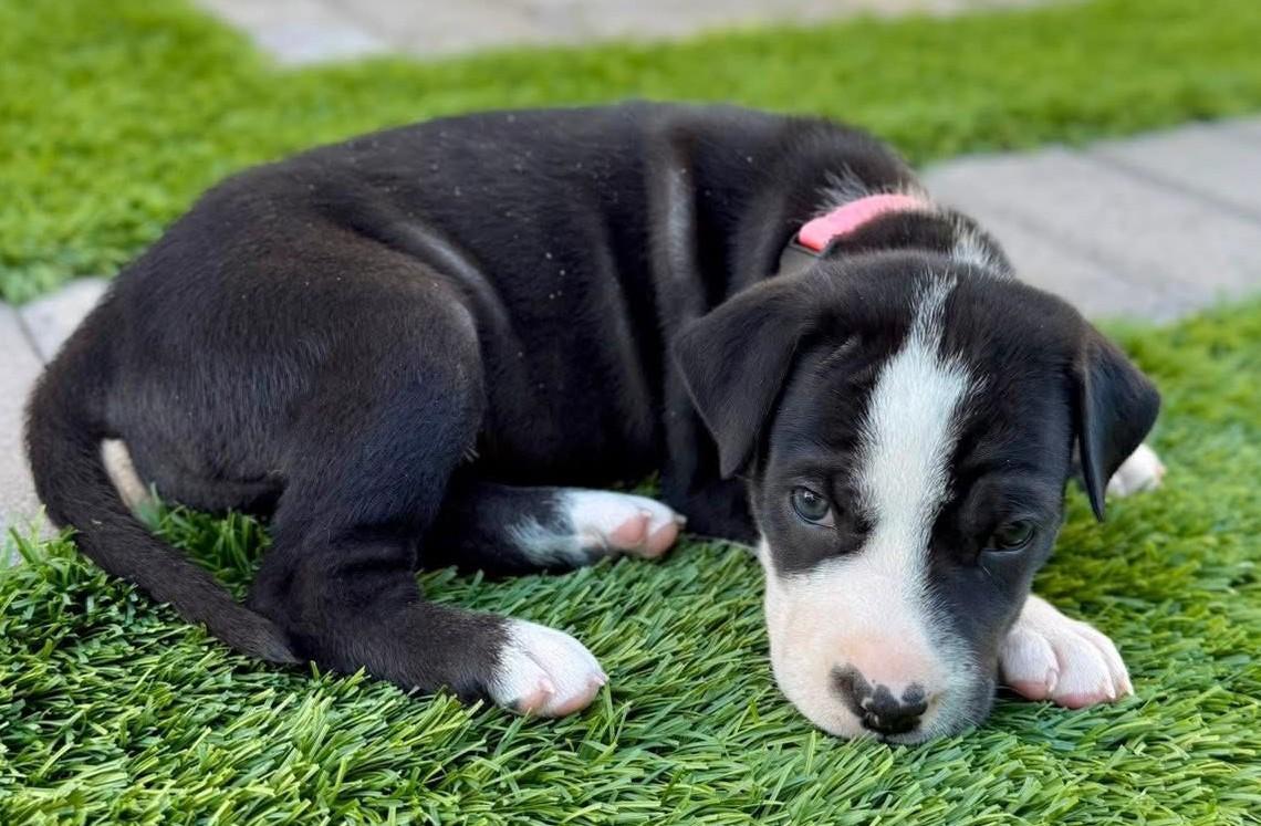 Sunstone thumbnail 2