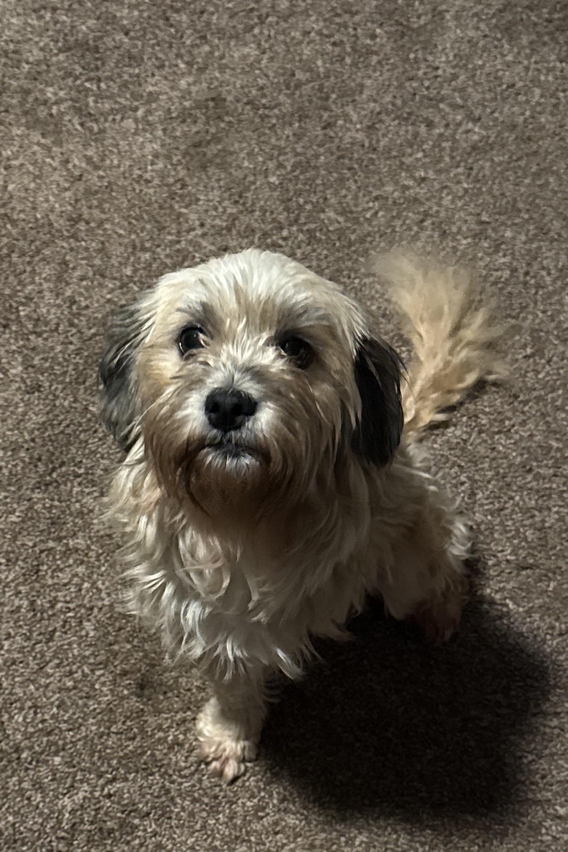 Enlarge Sandy, an adopted mixed breed in Walker, LA image 2/3