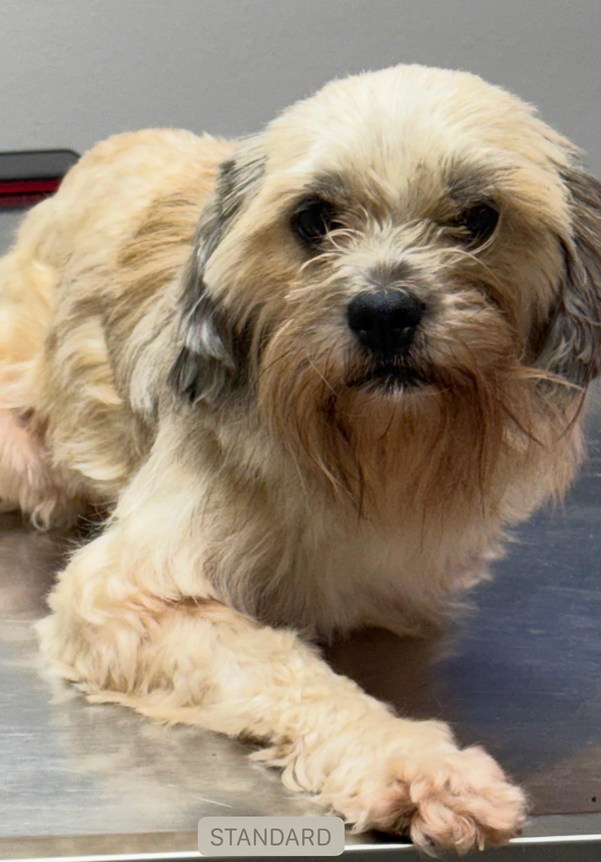 Enlarge Sandy, an adopted mixed breed in Walker, LA image 1/3