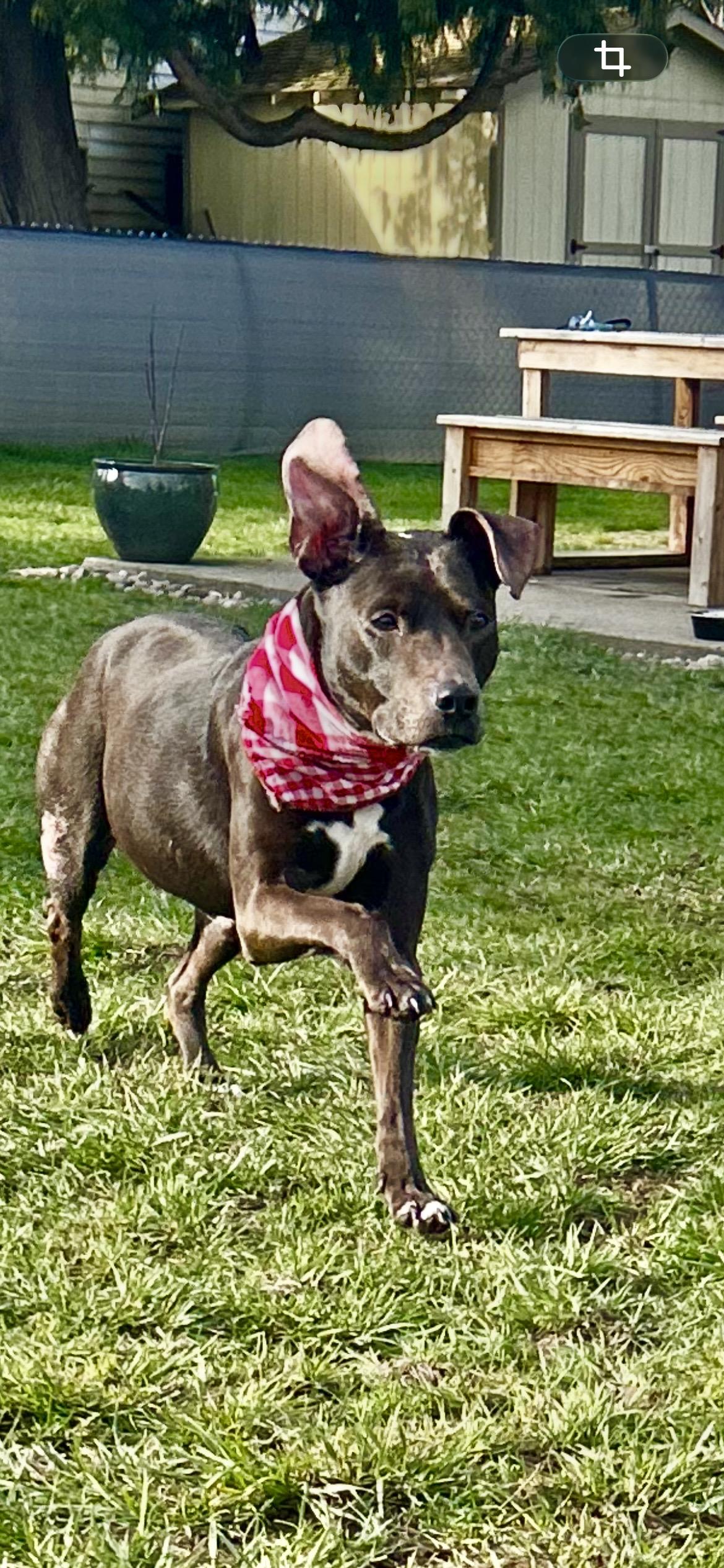 Enlarge Sage, a Adoptable mixed breed in Auburn, WA image 2/6