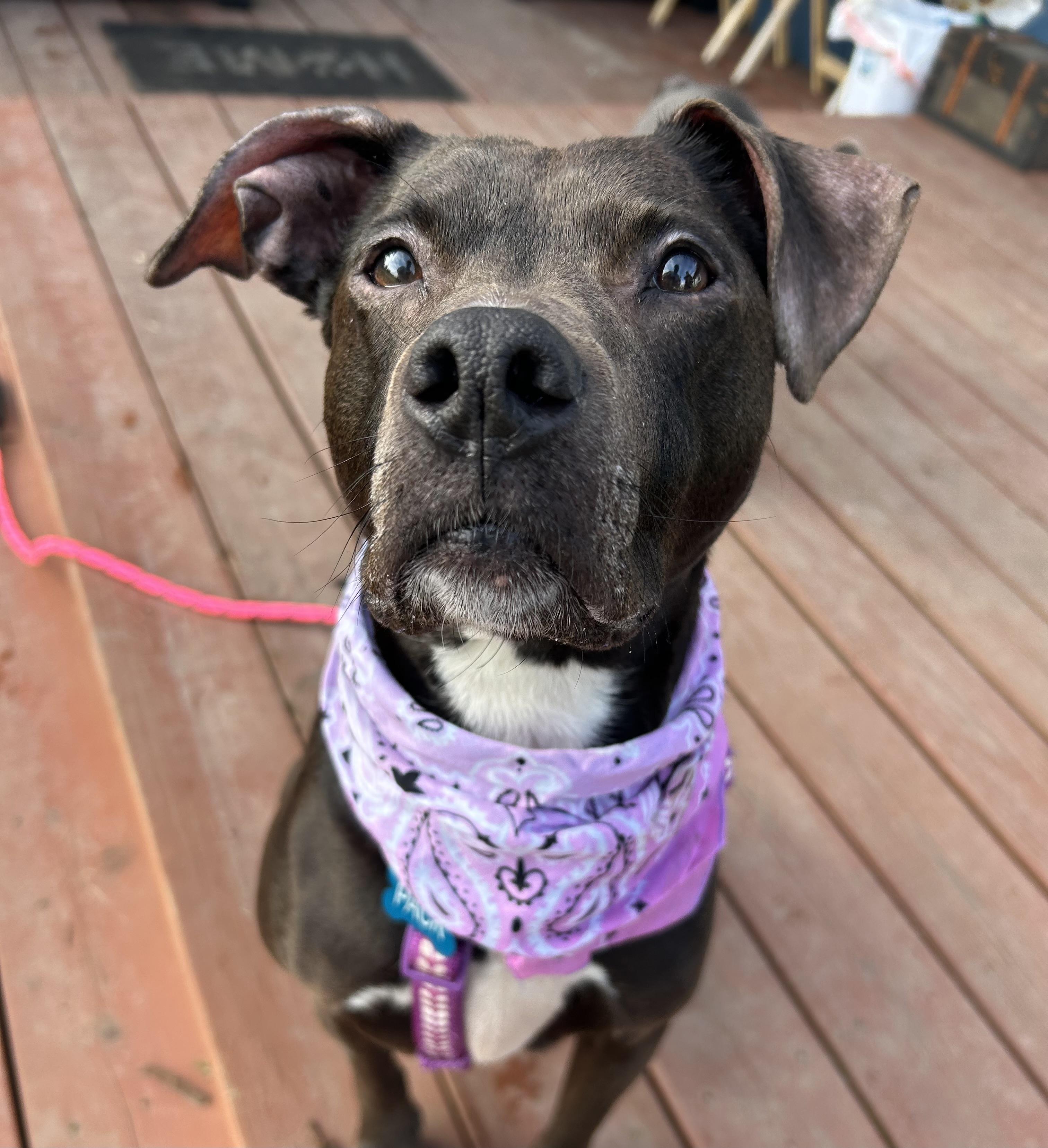 Sage, Adoptable, Adult Female American Staffordshire Terrier.