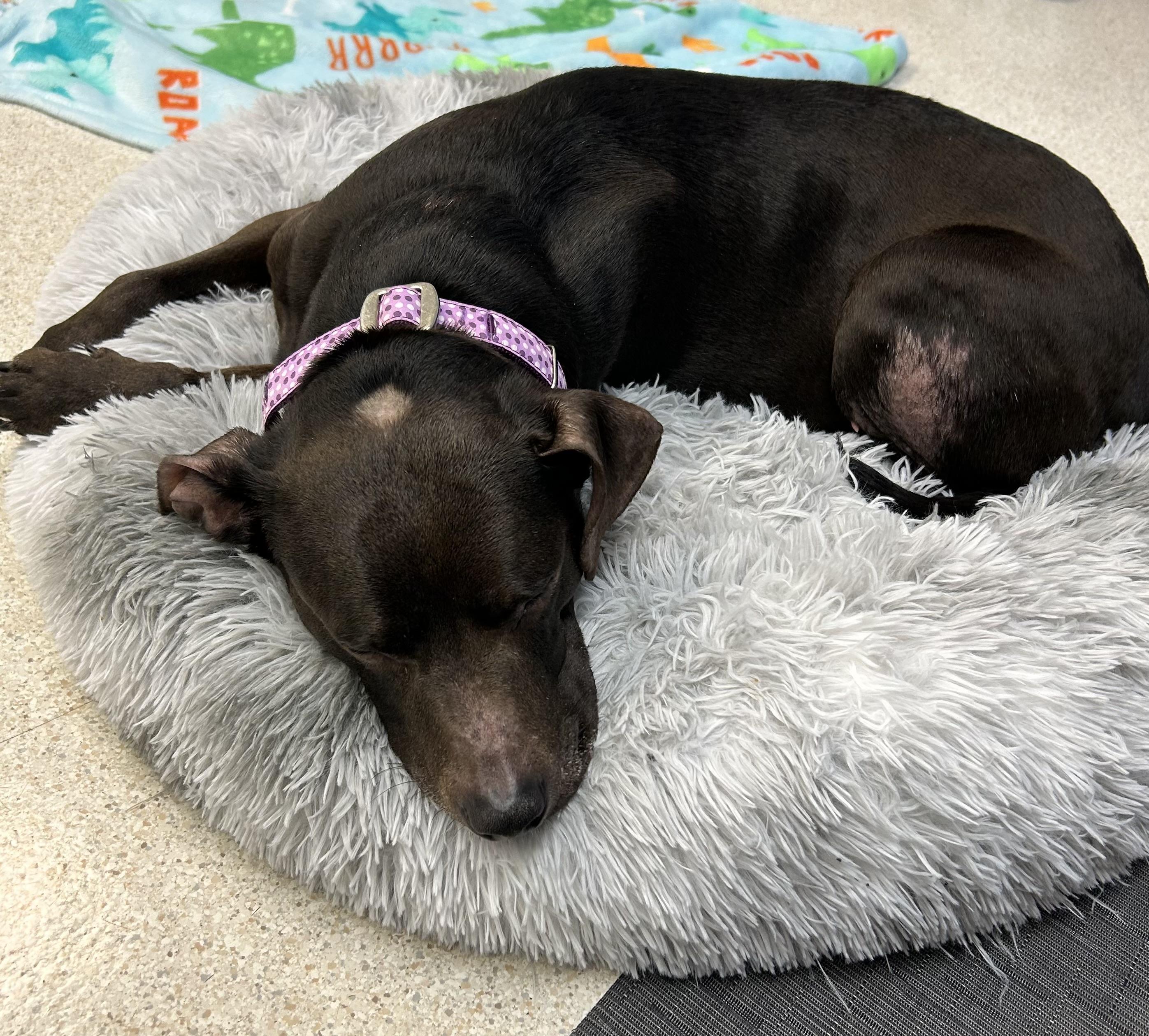 Enlarge Sage, a Adoptable mixed breed in Auburn, WA image 6/6