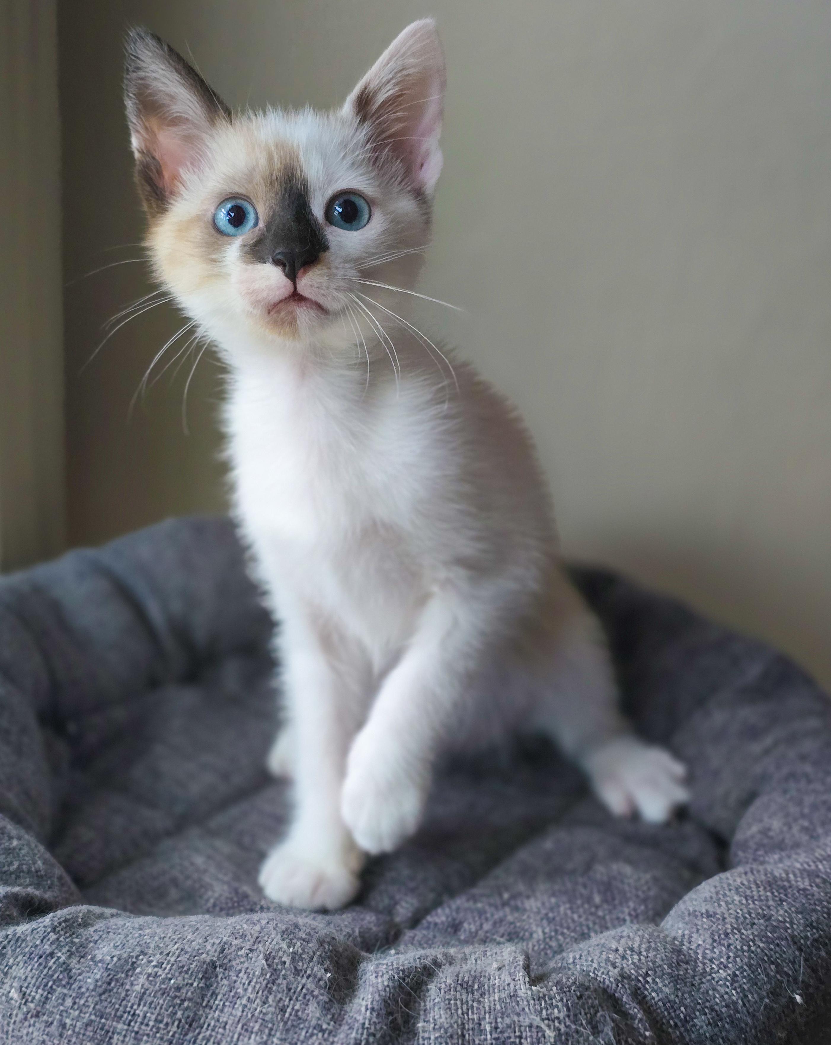Enlarge Ivy, a Adopted Domestic Short Hair in Mullica Hill, NJ image 3/3