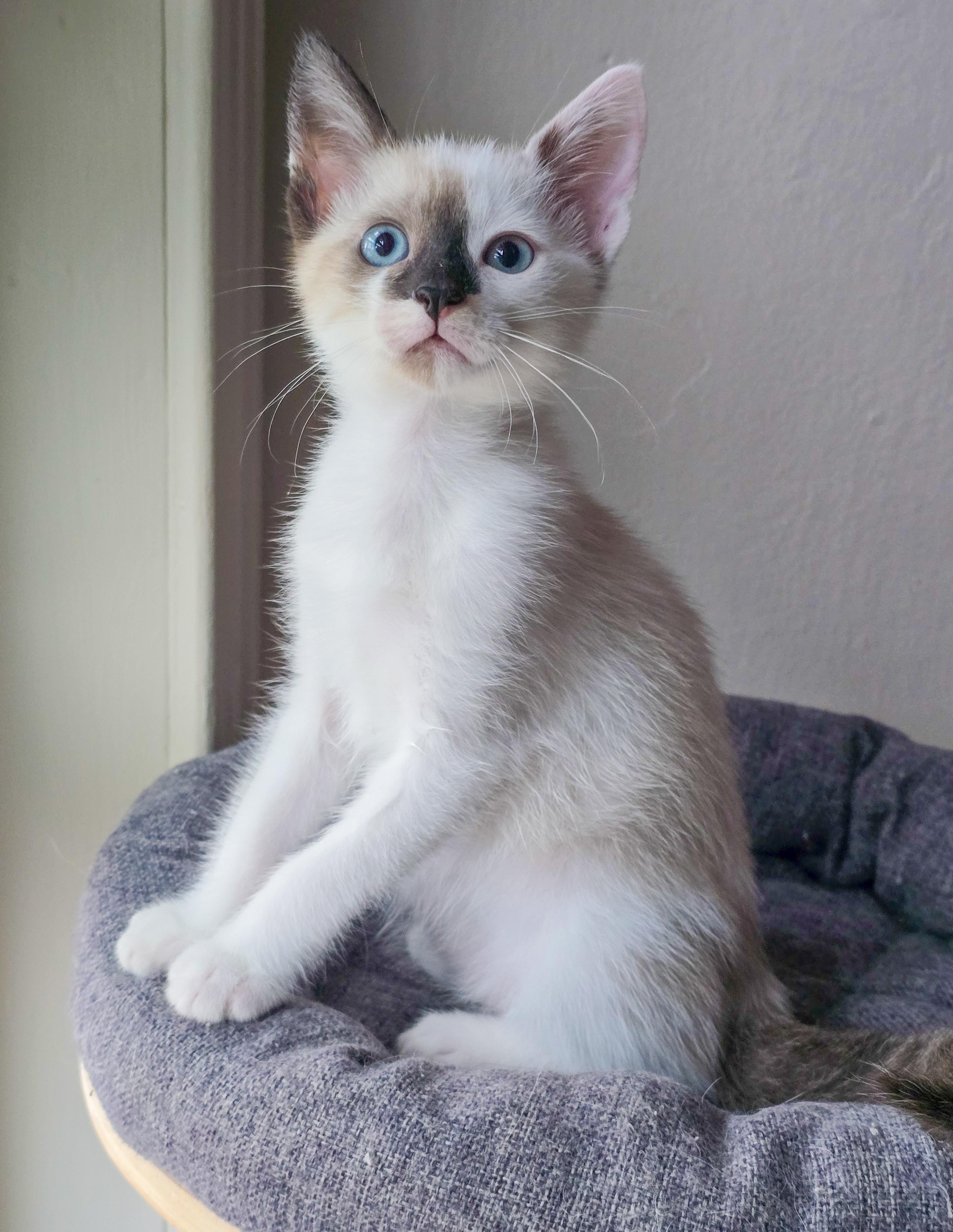 Enlarge Ivy, a Adopted Domestic Short Hair in Mullica Hill, NJ image 2/3