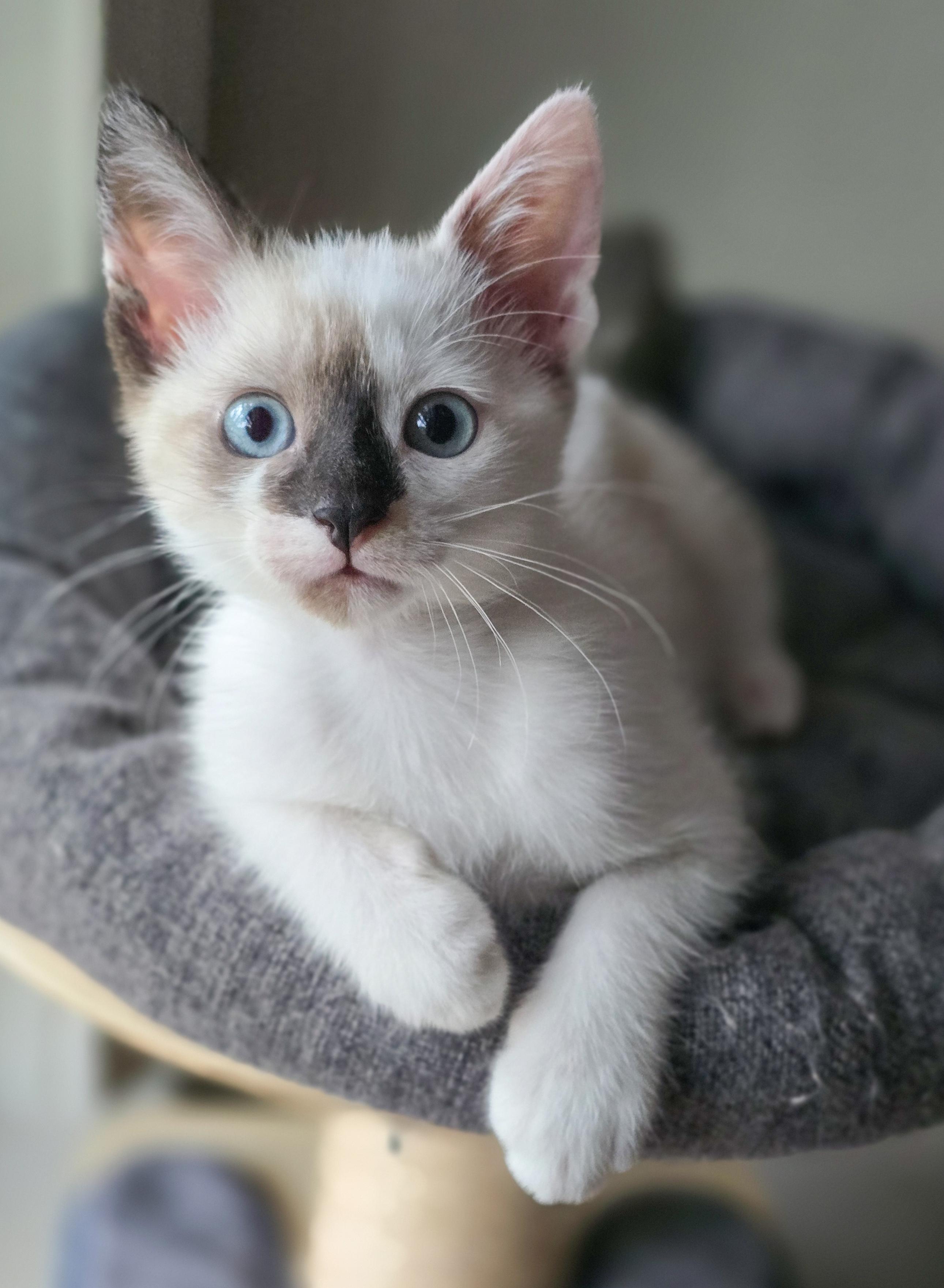 Ivy, Adopted, Kitten Female Domestic Short Hair.