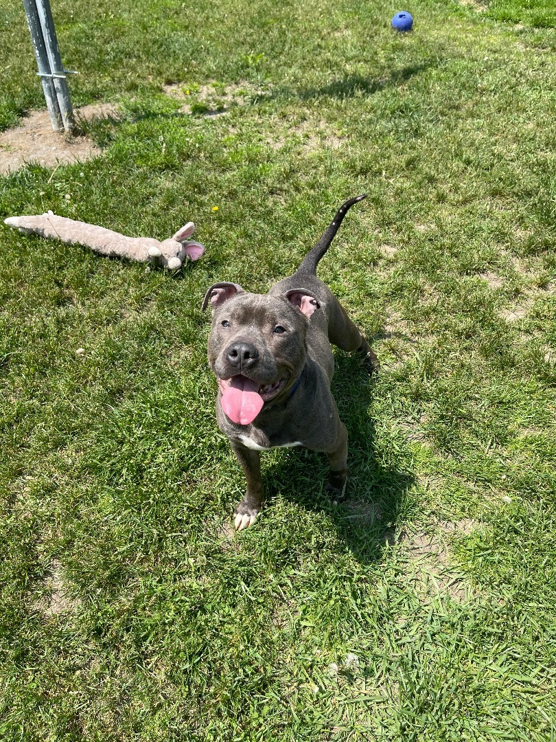 Enlarge Murphy , a Adopted American Staffordshire Terrier in Taunton, MA image 1/6
