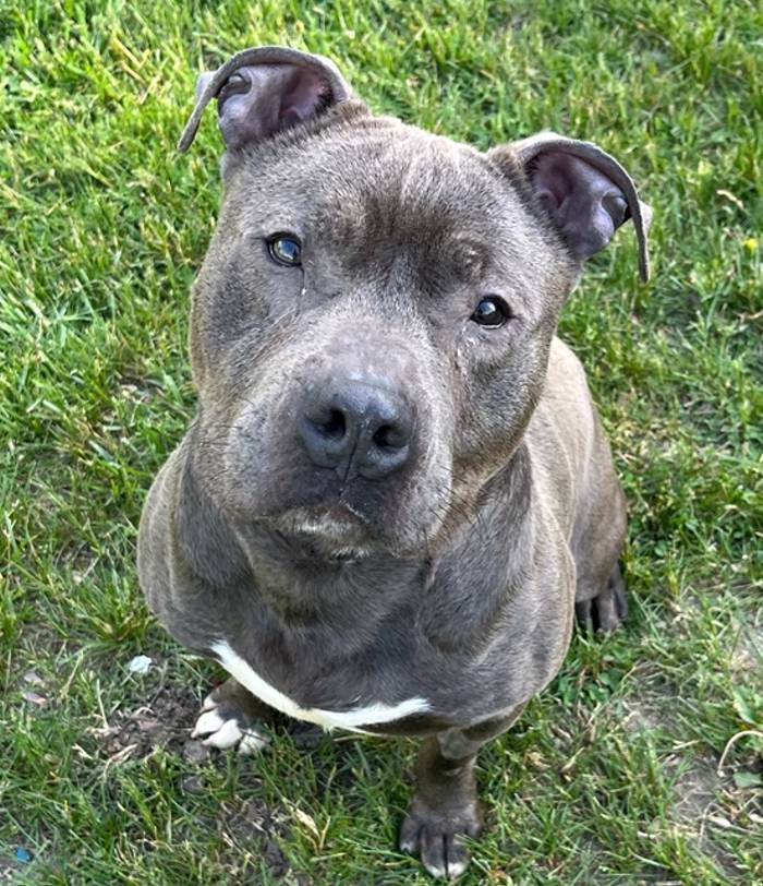 Enlarge Murphy , a Adopted American Staffordshire Terrier in Taunton, MA image 2/6