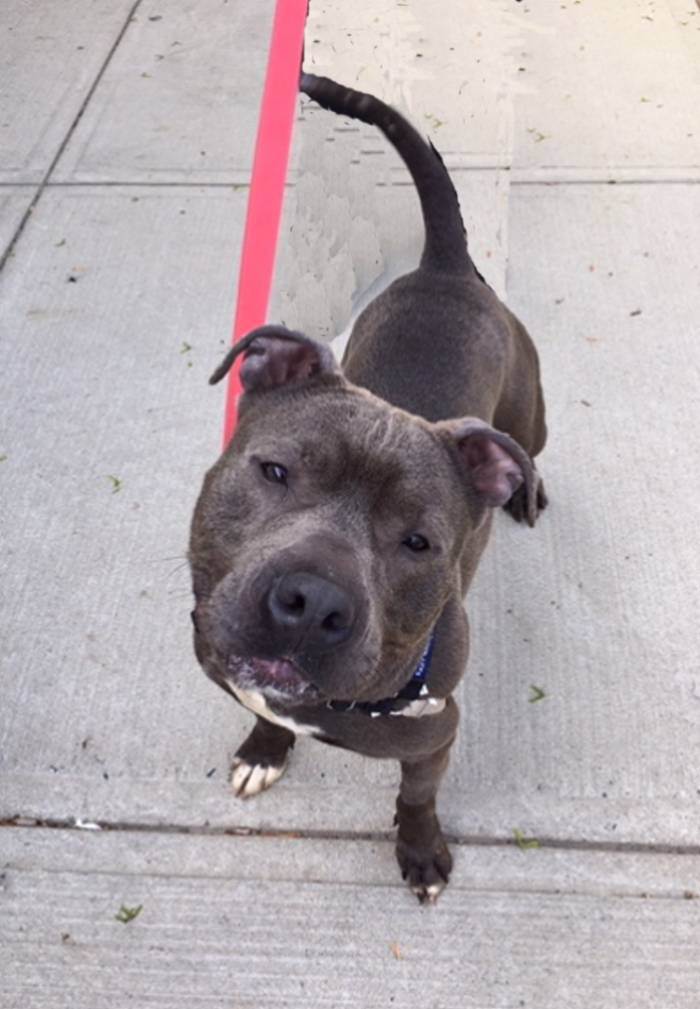 Enlarge Murphy , a Adopted American Staffordshire Terrier in Taunton, MA image 3/6