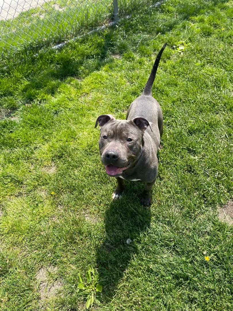 Enlarge Murphy , a Adopted American Staffordshire Terrier in Taunton, MA image 4/6