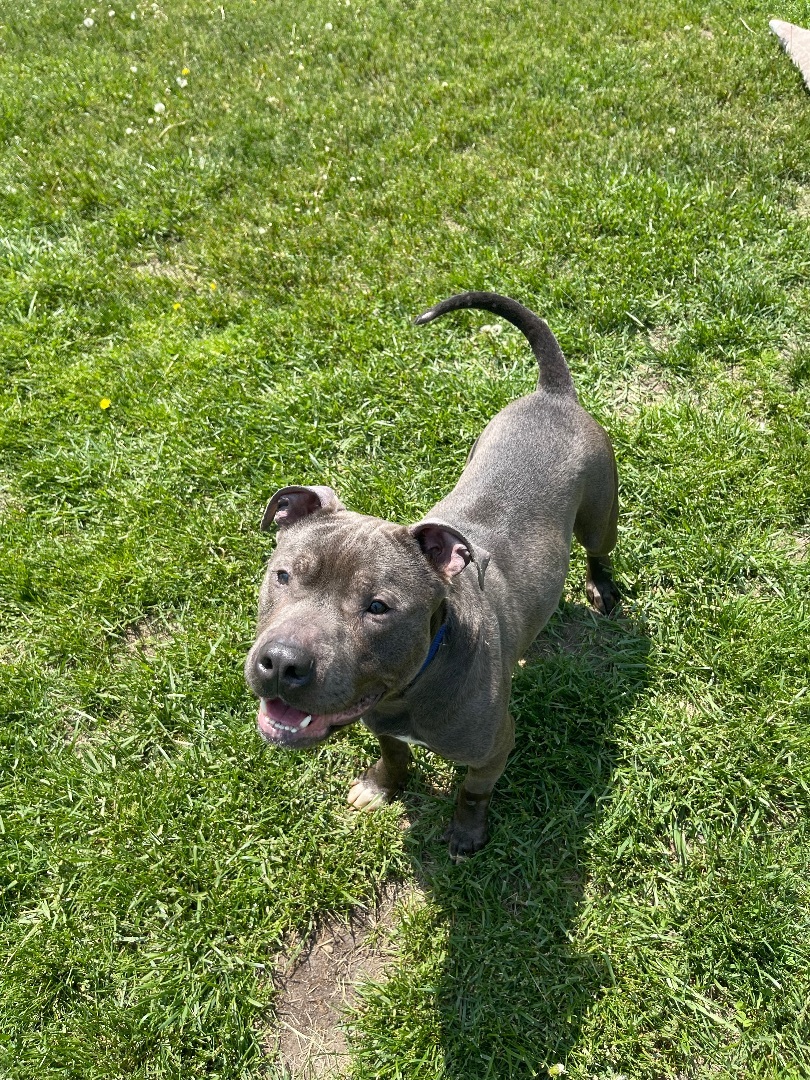 Enlarge Murphy , a Adopted American Staffordshire Terrier in Taunton, MA image 5/6
