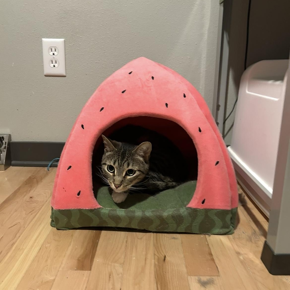 Enlarge Carlos, a ADOPTABLE Domestic Short Hair in Milwaukee, WI image 5/6