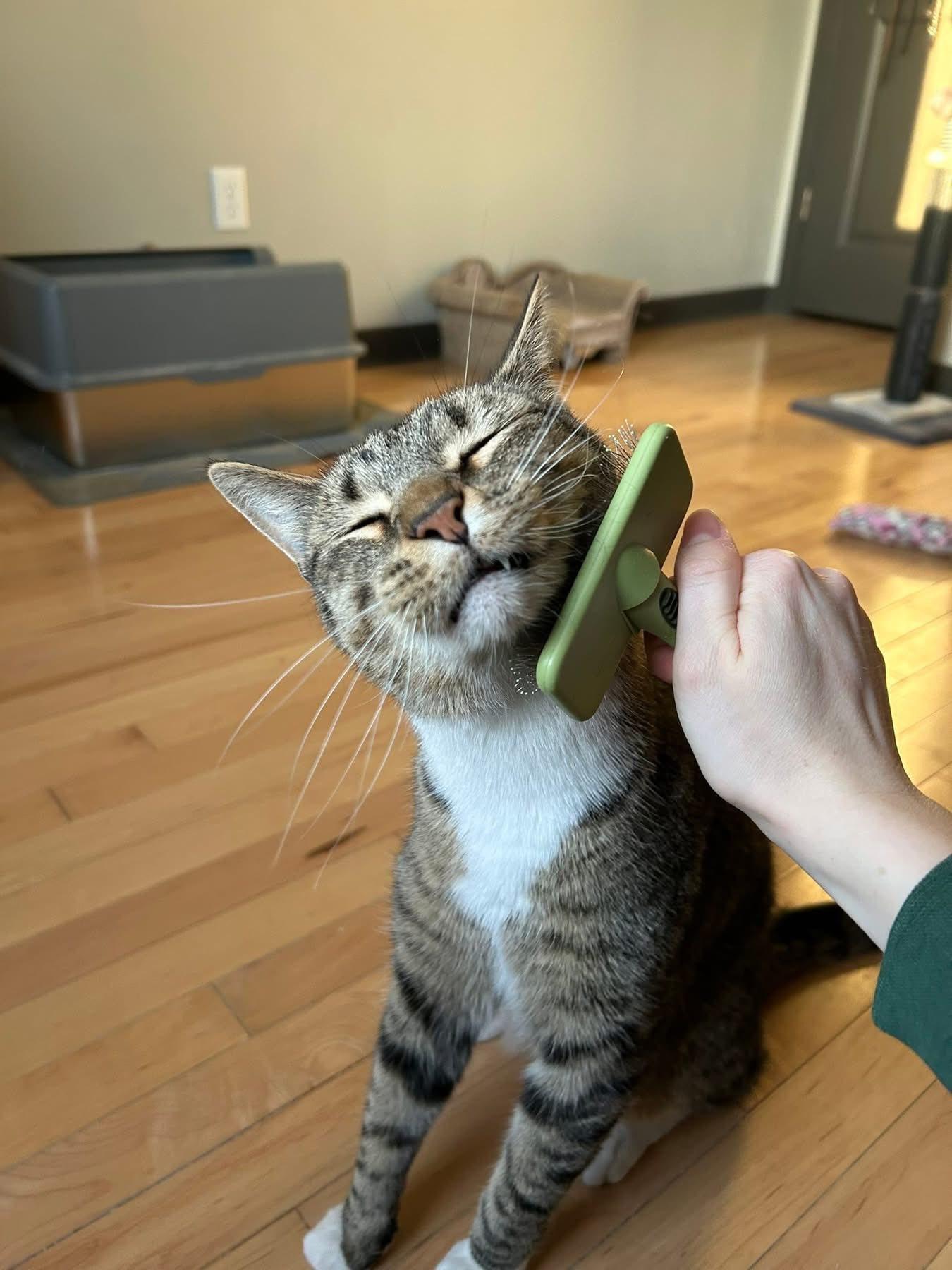 Enlarge Carlos, an adopted Domestic Short Hair in Milwaukee, WI image 2/6