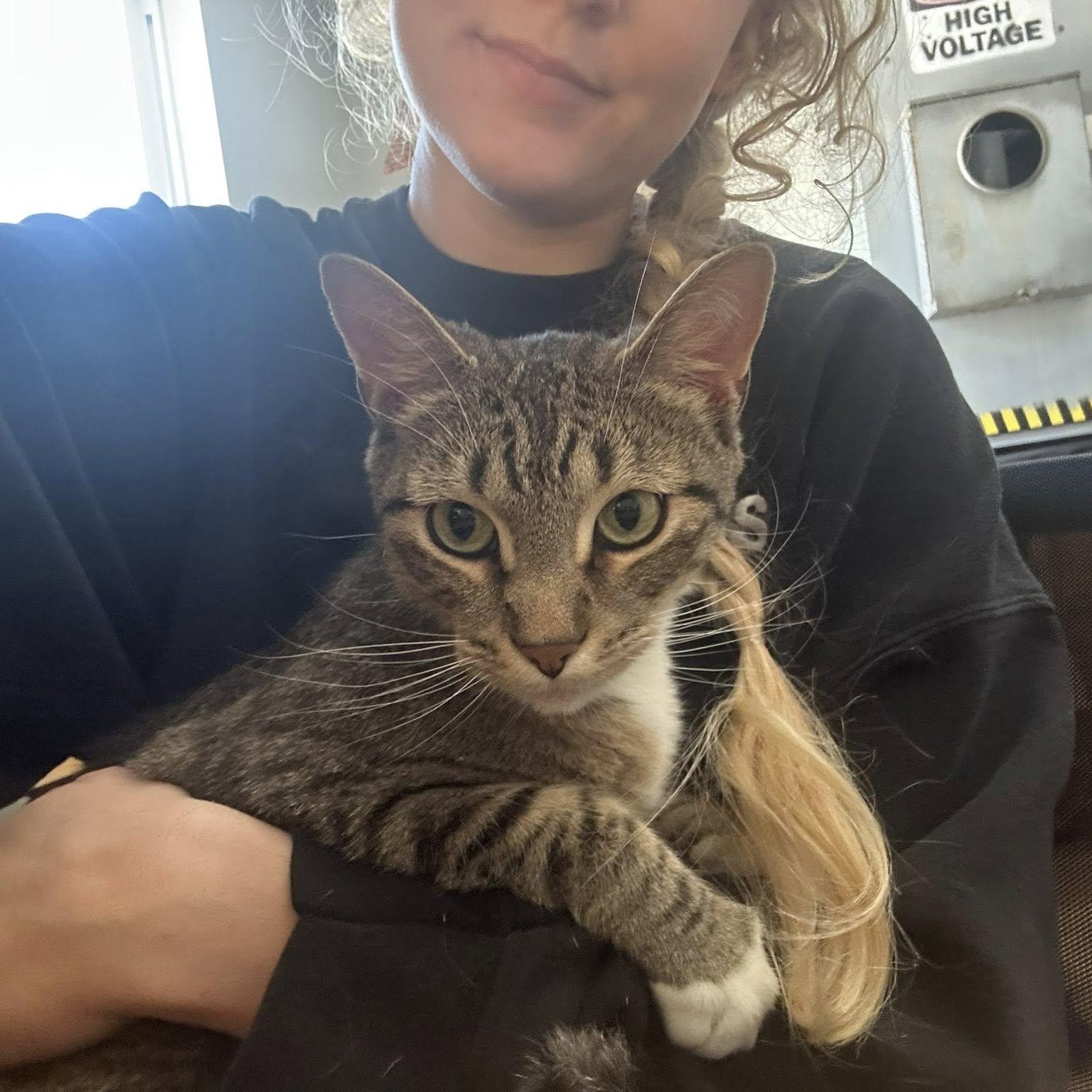 Enlarge Carlos, an adopted Domestic Short Hair in Milwaukee, WI image 1/6