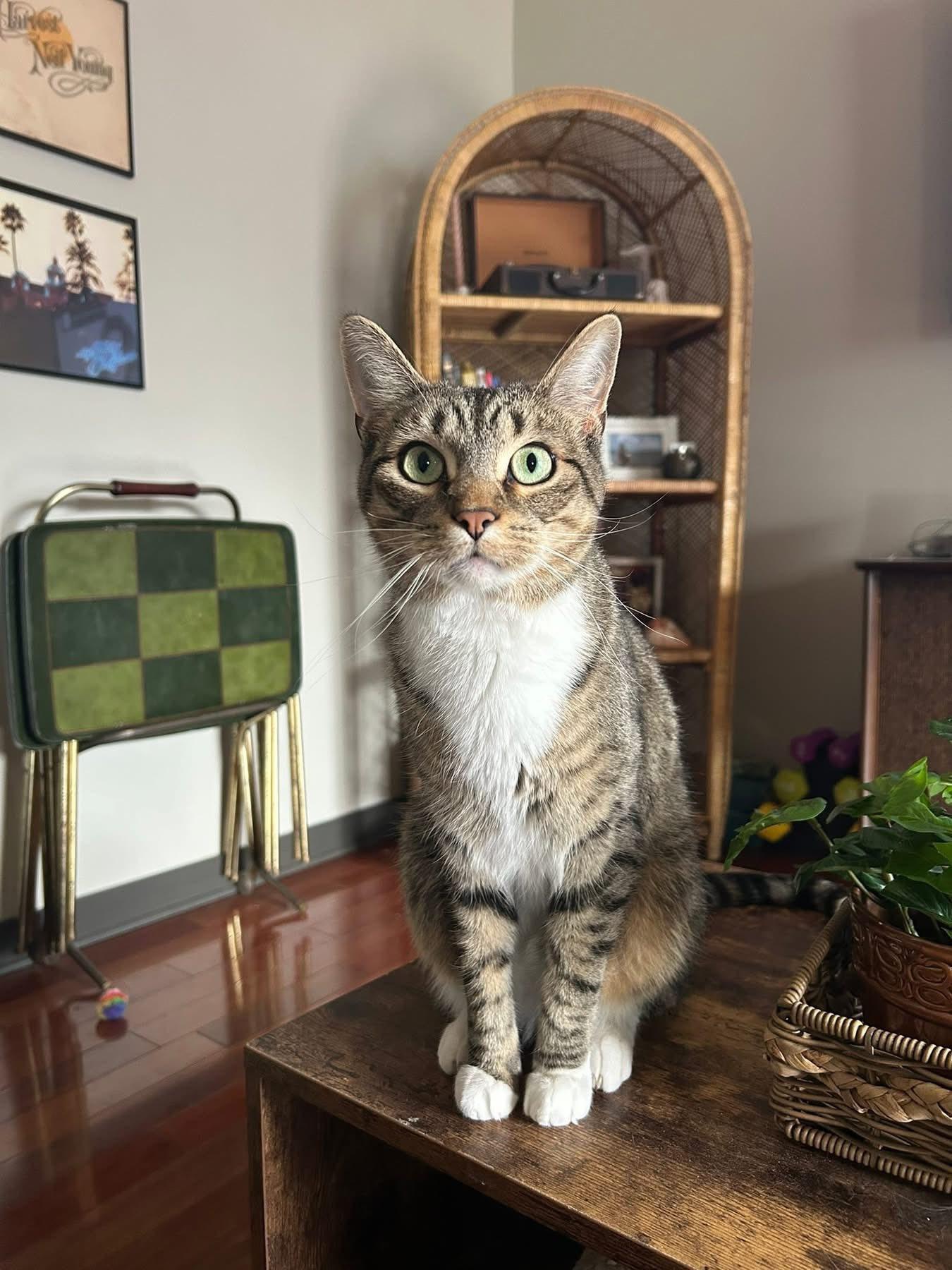 Enlarge Carlos, an adopted Domestic Short Hair in Milwaukee, WI image 6/6