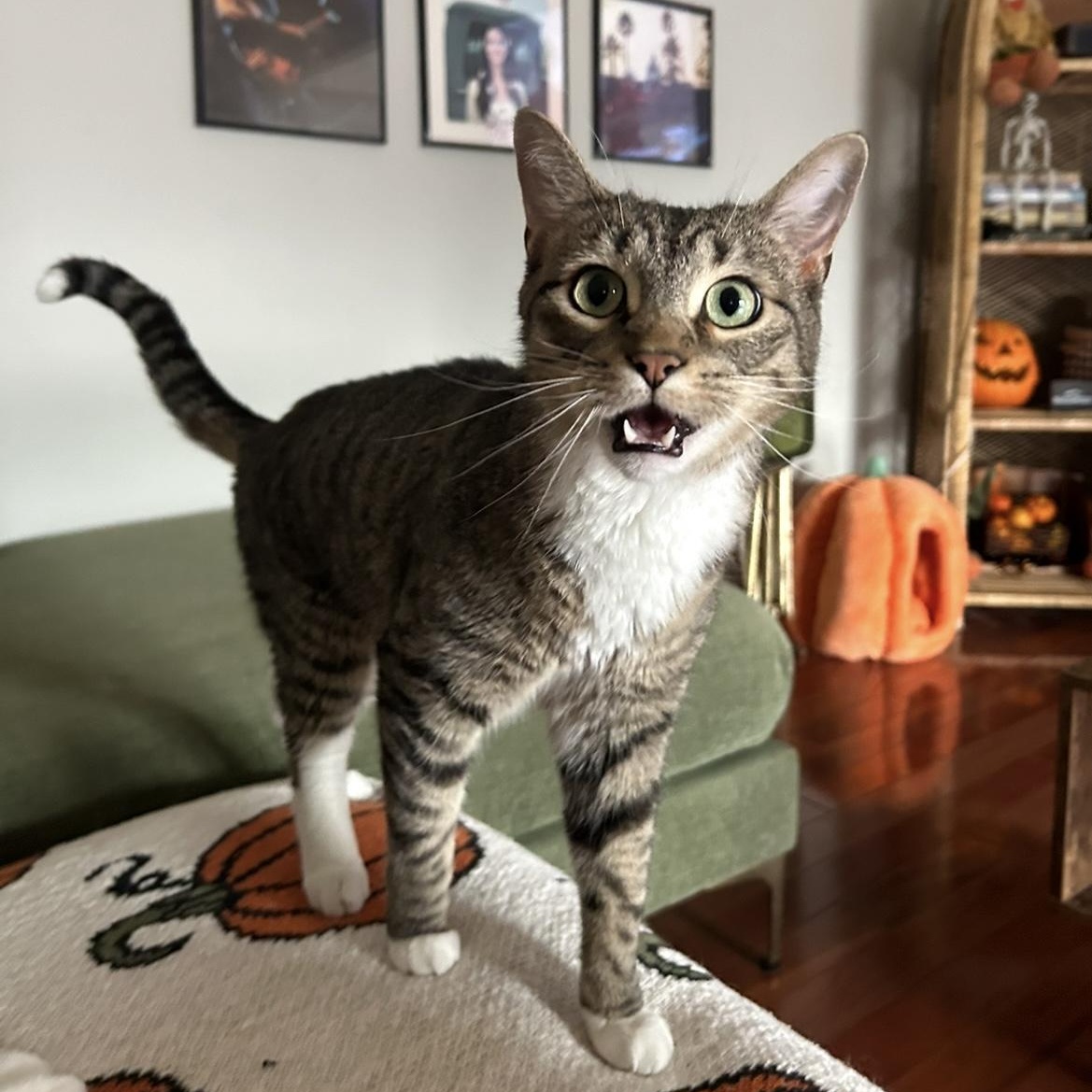 Enlarge Carlos, a ADOPTABLE Domestic Short Hair in Milwaukee, WI image 1/6