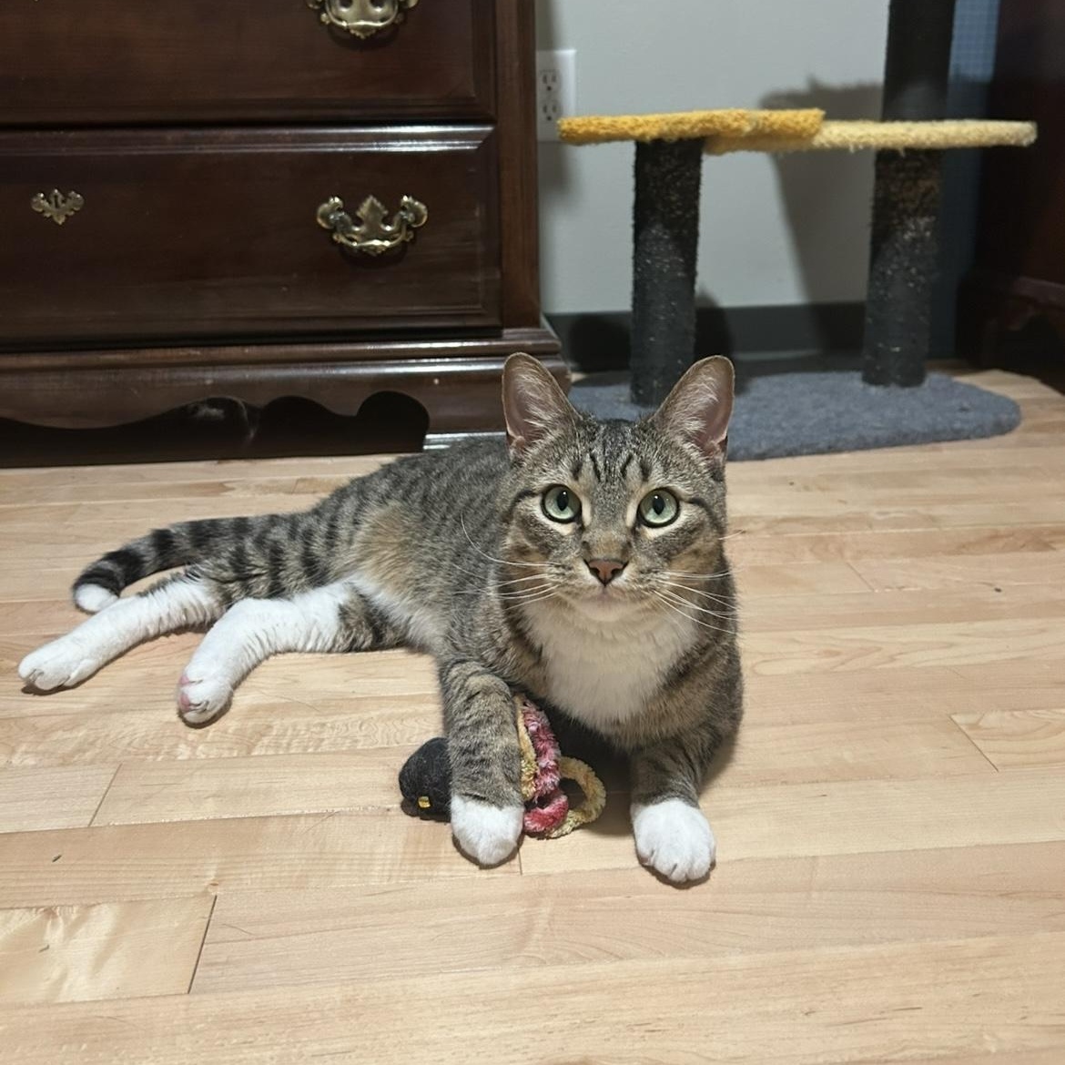 Enlarge Carlos, a ADOPTABLE Domestic Short Hair in Milwaukee, WI image 6/6