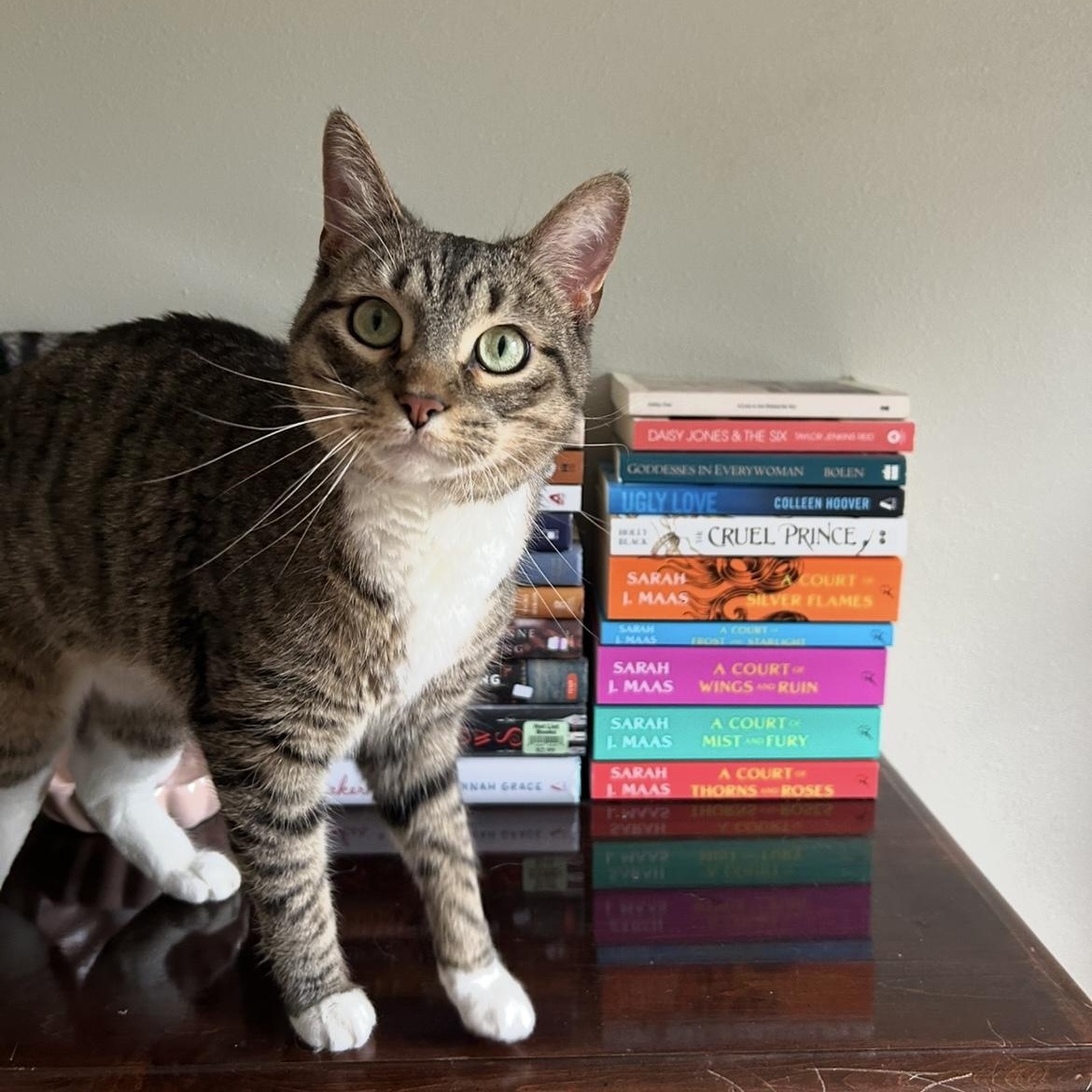 Carlos, ADOPTABLE, Young Male Domestic Short Hair.