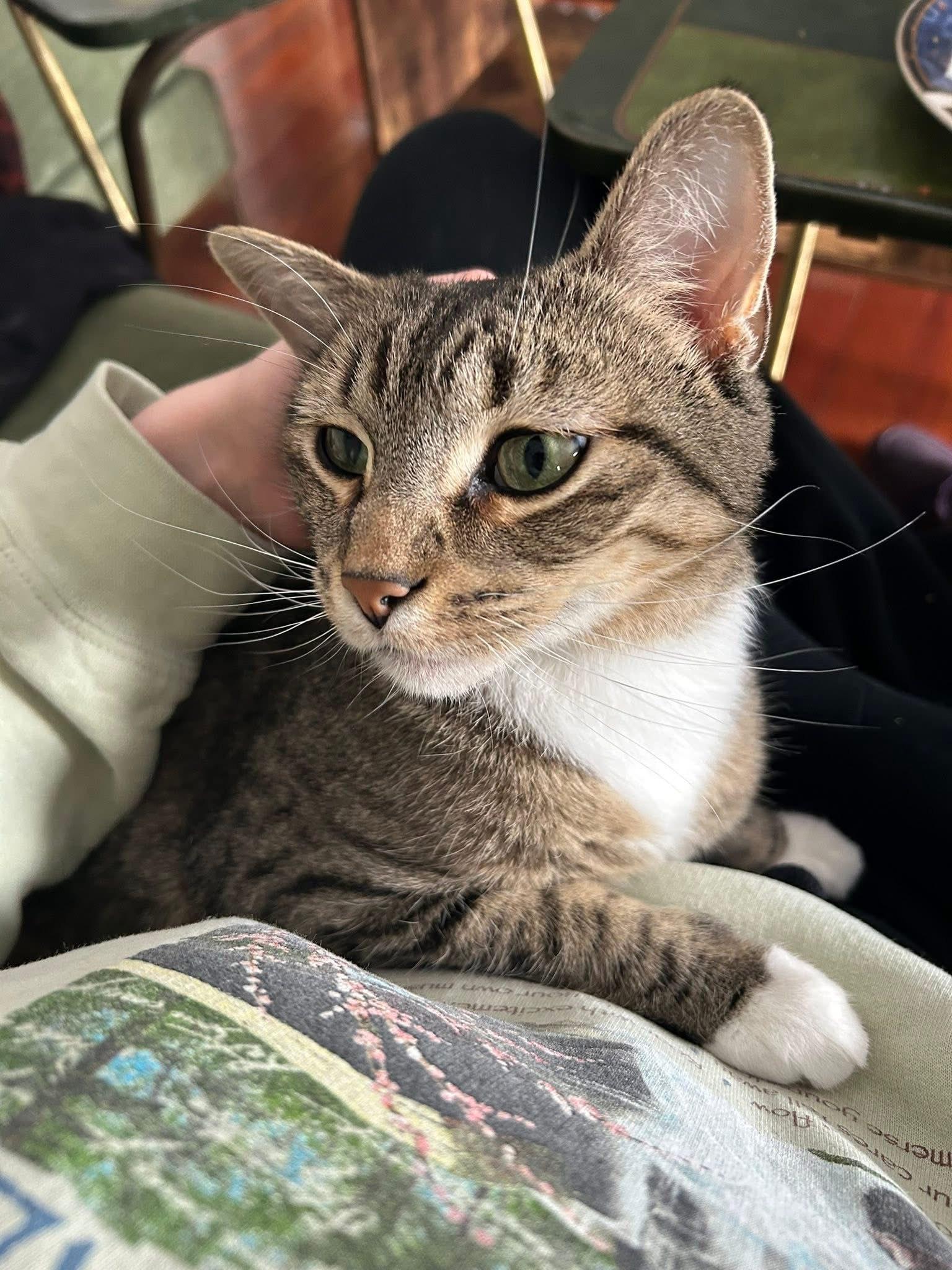 Enlarge Carlos, a ADOPTABLE Domestic Short Hair in Milwaukee, WI image 2/6