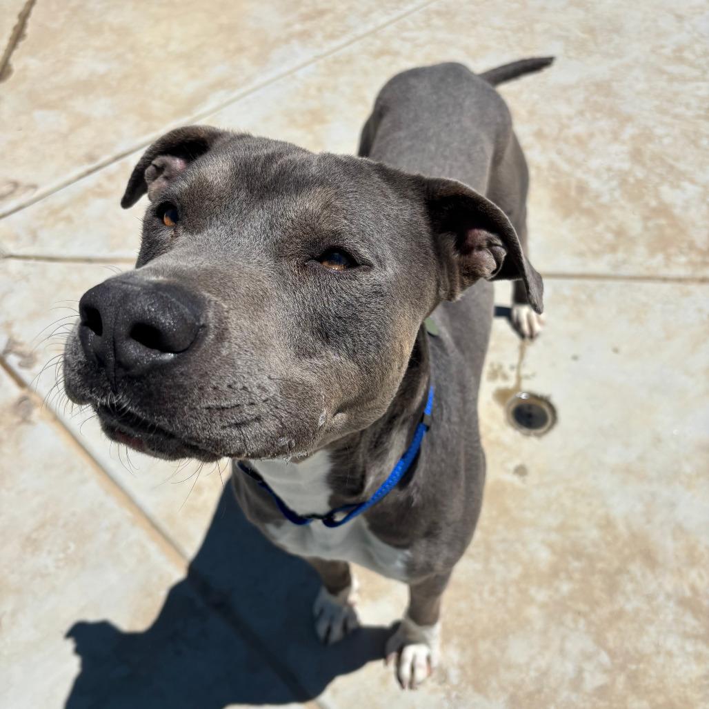 Sterling, Adoptable, Adult Male Pit Bull Terrier.