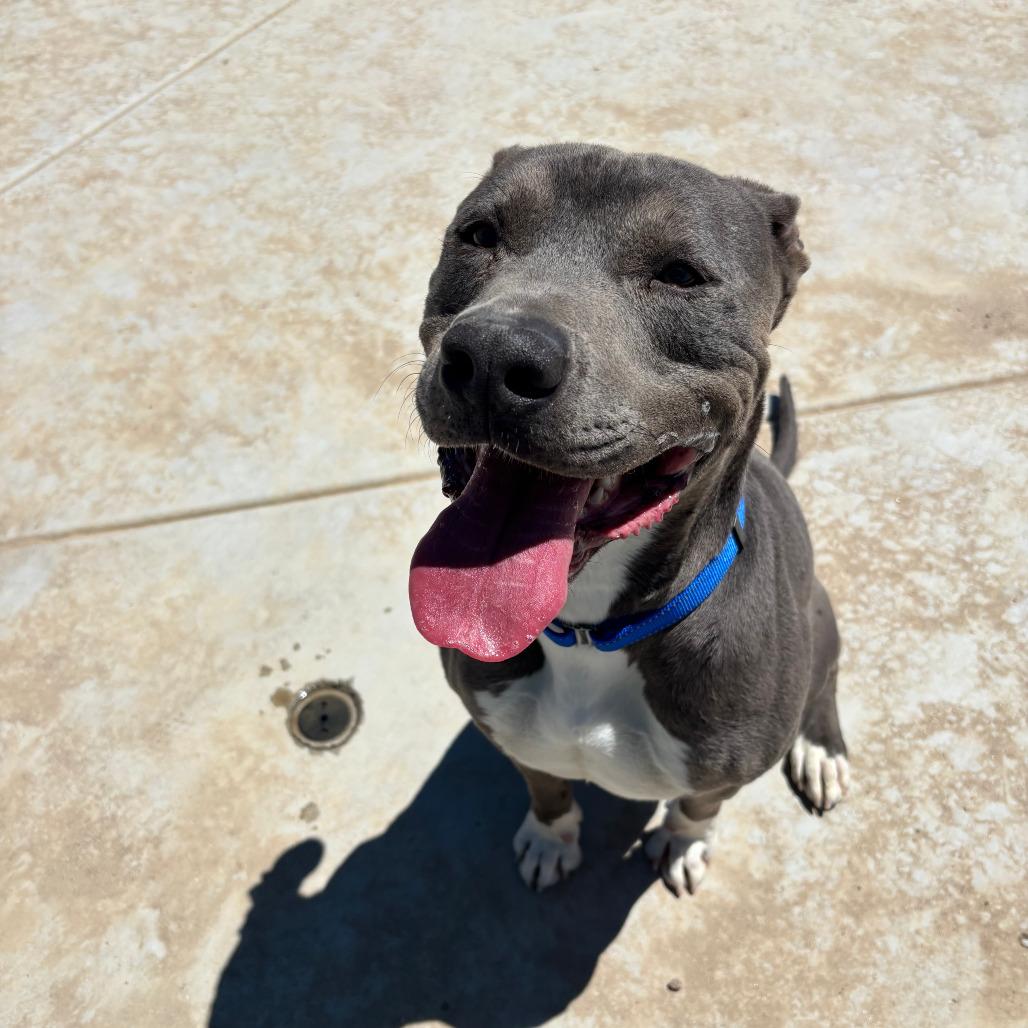 Sterling, a Adoptable Pit Bull Terrier in Stagecoach, NV image 2/2