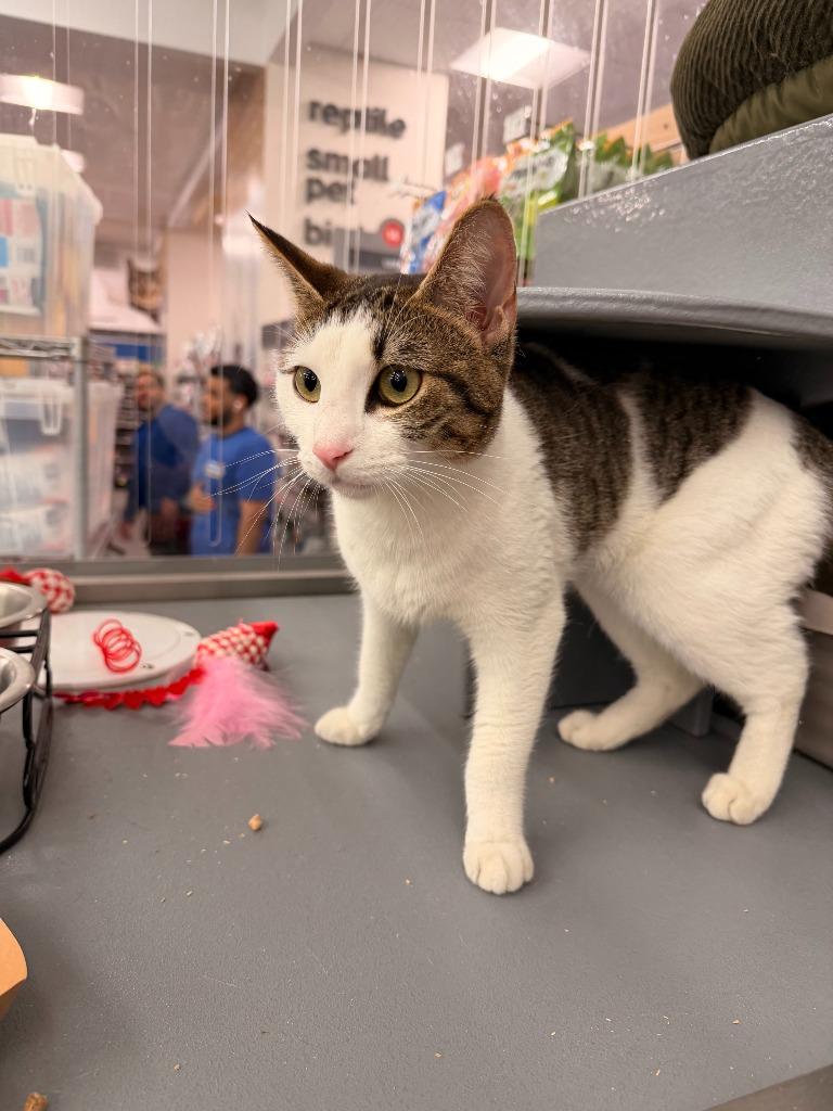 Celeste, a ADOPTABLE Domestic Short Hair in New York, NY image 3/4