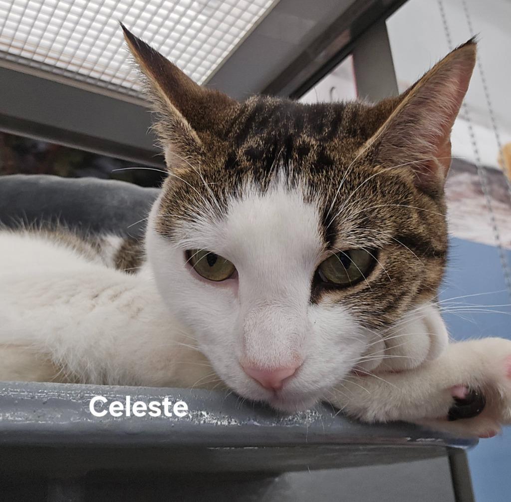 Celeste, a ADOPTABLE Domestic Short Hair in New York, NY image 4/4