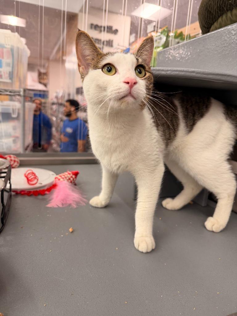 Celeste, a ADOPTABLE Domestic Short Hair in New York, NY image 2/4