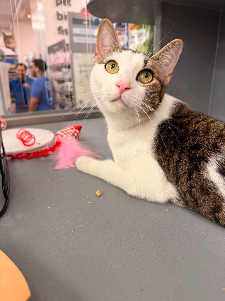 Celeste, a ADOPTABLE Domestic Short Hair in New York, NY image 1/4