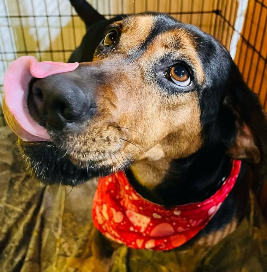 Enlarge COCOA, a ADOPTABLE mixed breed in Coudersport, PA image 2/2