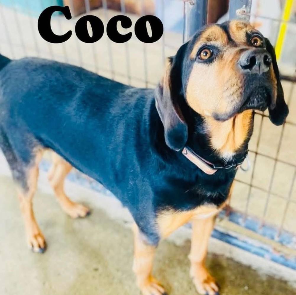 Enlarge COCOA, a ADOPTABLE mixed breed in Coudersport, PA image 1/2
