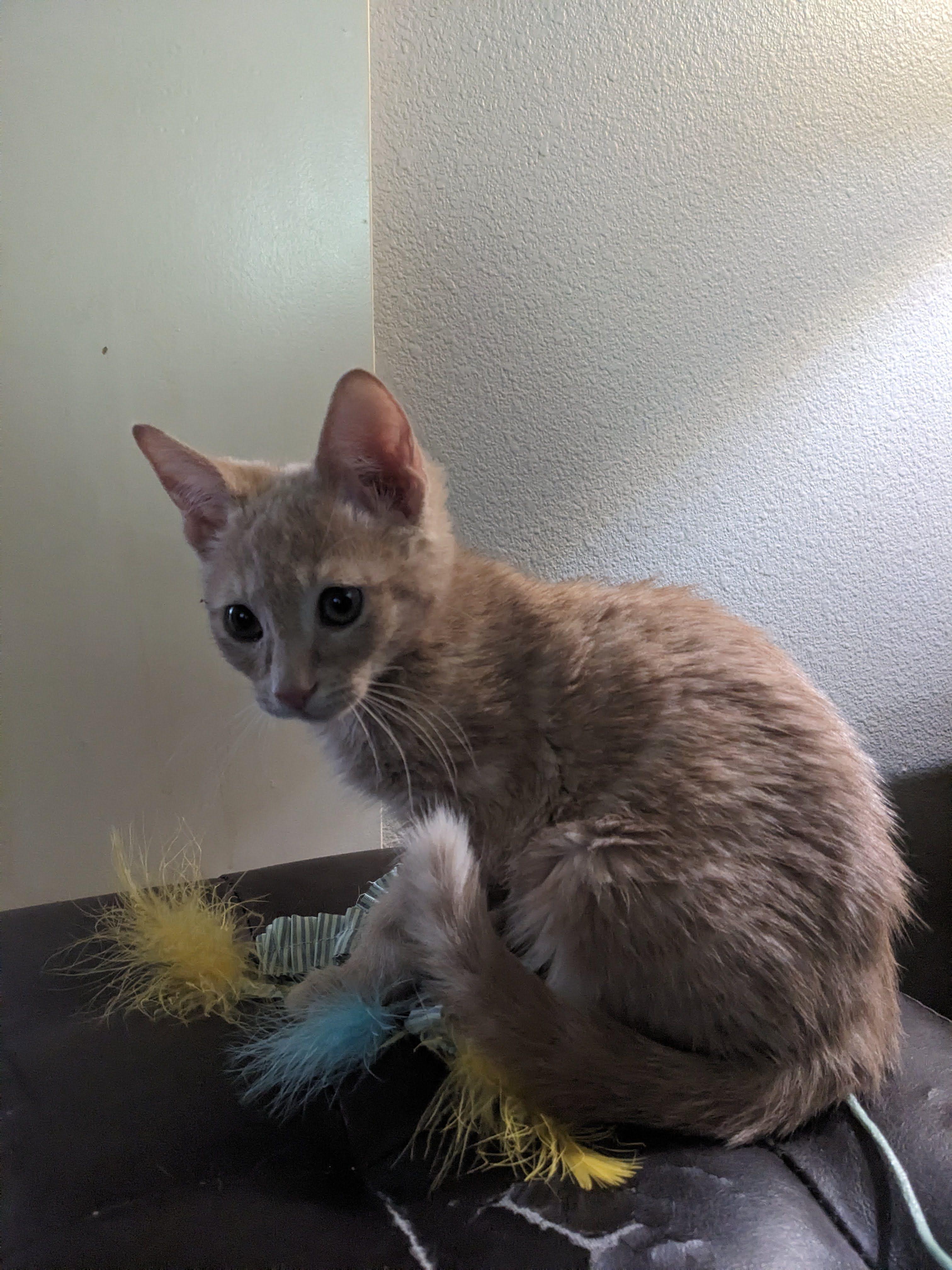 Finch, Adoptable, Young Male Domestic Short Hair.