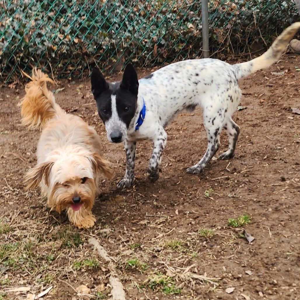 East, Adoptable, Adult Male Terrier & Feist.
