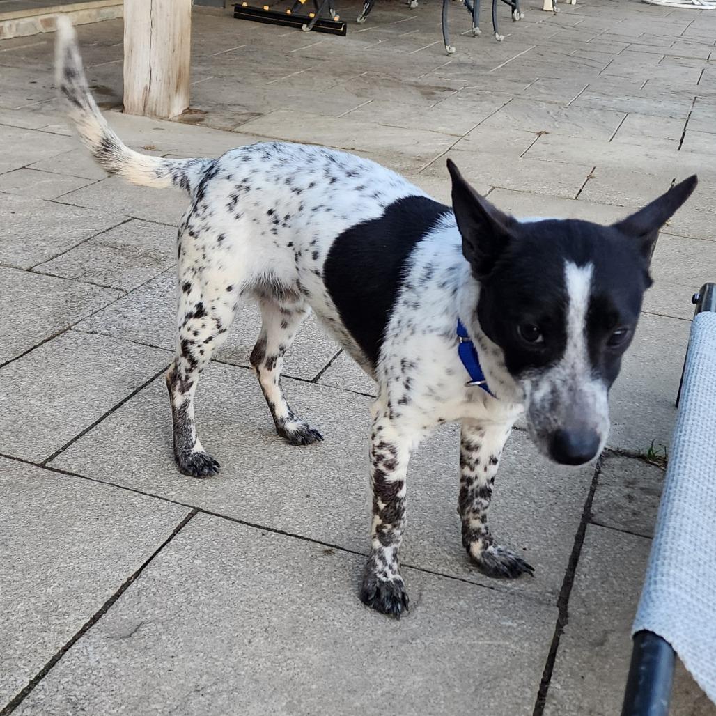 Enlarge East, a Adoptable mixed breed in Glenelg, MD image 2/6