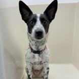 Enlarge East, a Adoptable mixed breed in Glenelg, MD image 3/6