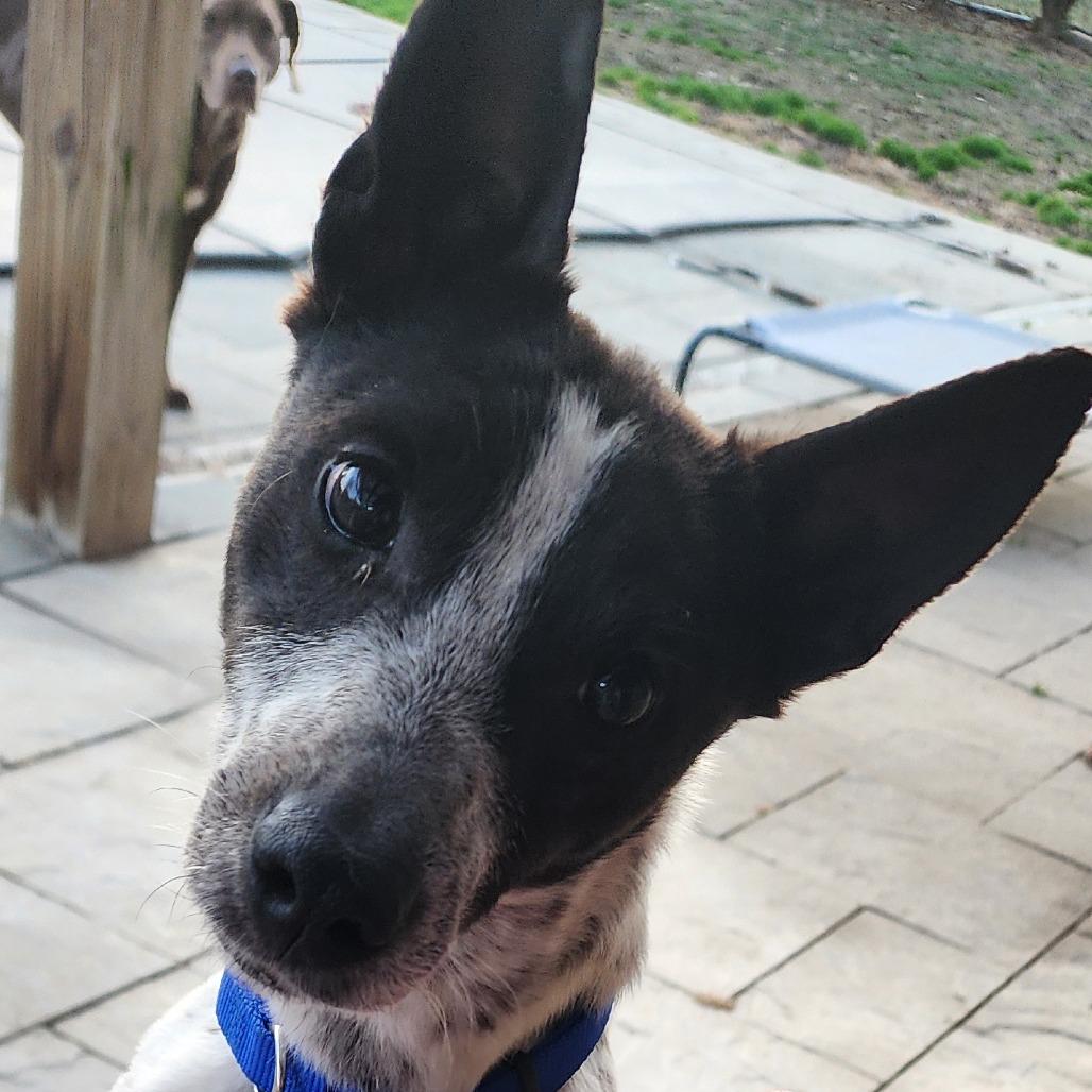 Enlarge East, a Adoptable mixed breed in Glenelg, MD image 4/6