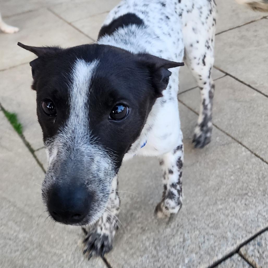 Enlarge East, a Adoptable mixed breed in Glenelg, MD image 5/6