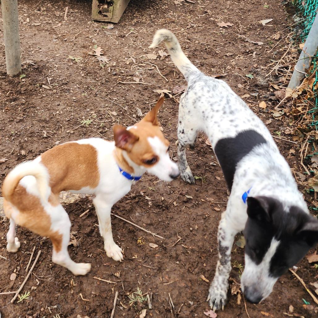 Enlarge East, a Adoptable mixed breed in Glenelg, MD image 6/6