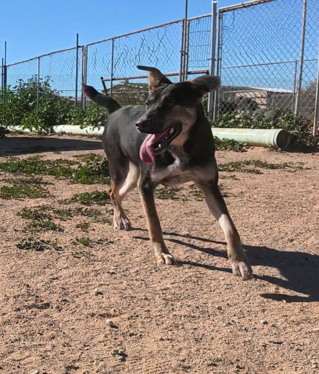 Nyla, Adopted, Adult Female Australian Kelpie.