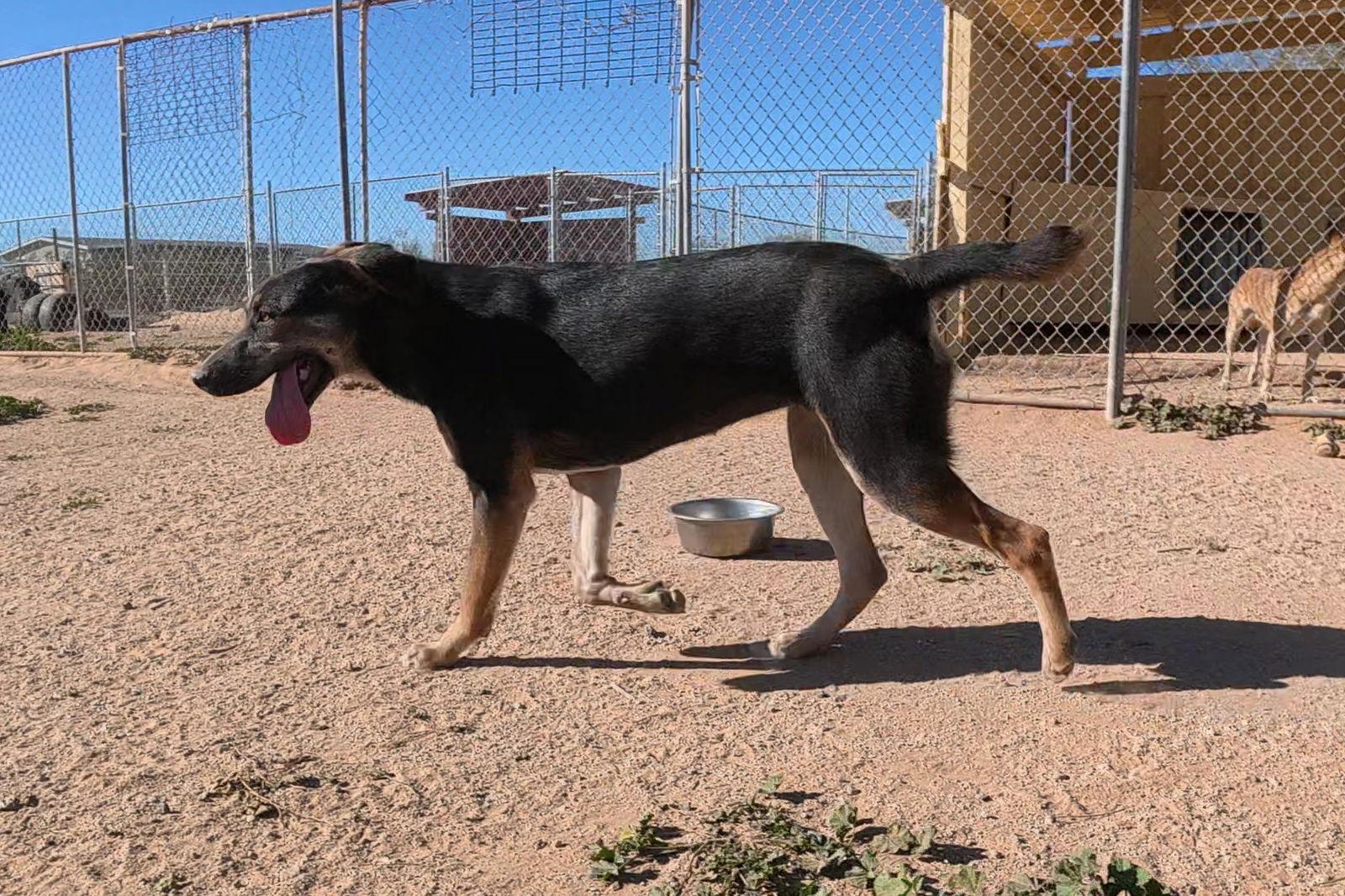Nyla, a Adopted Australian Kelpie in Queen Creek, AZ image 2/3