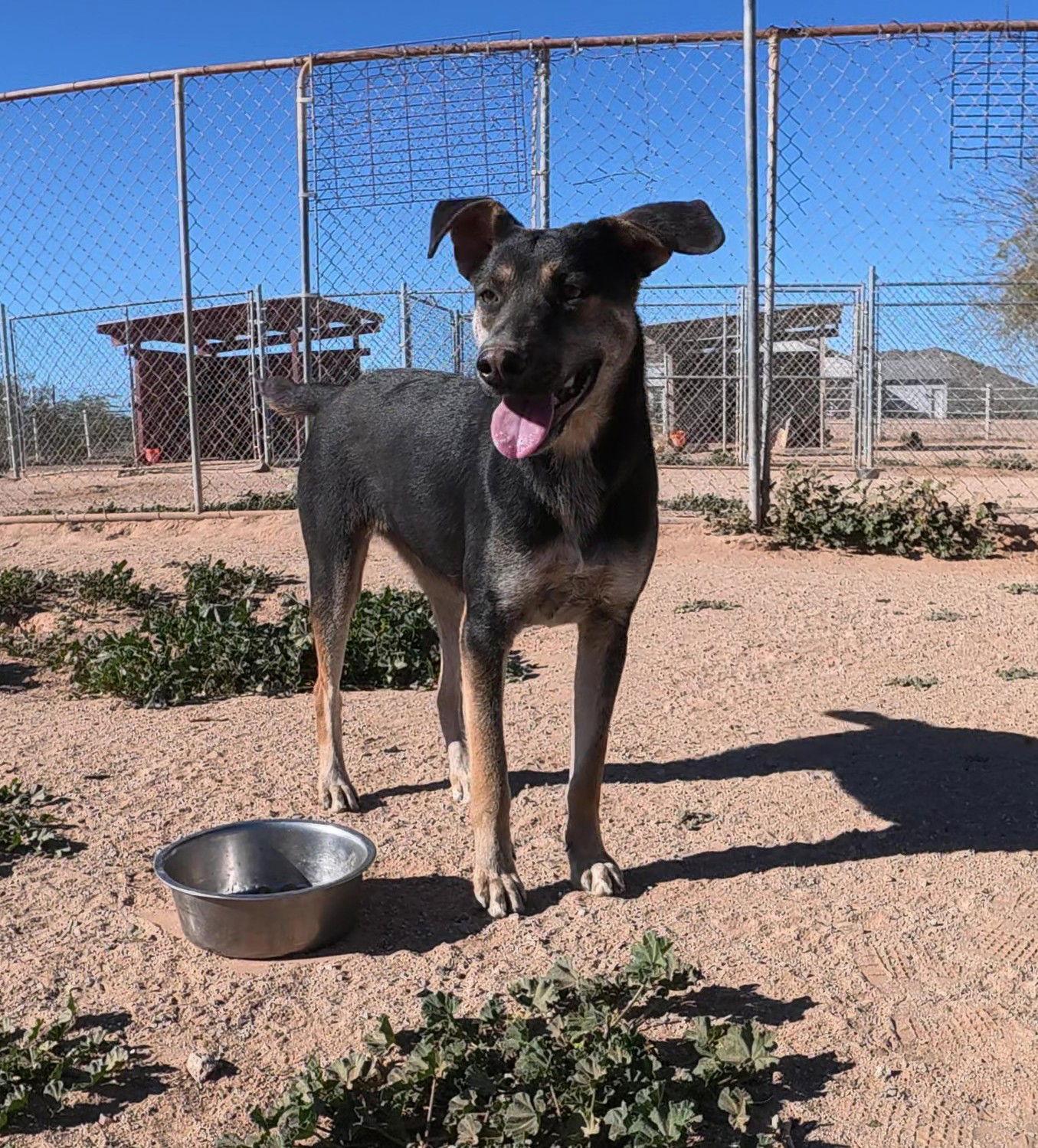 Nyla, a Adopted Australian Kelpie in Queen Creek, AZ image 3/3