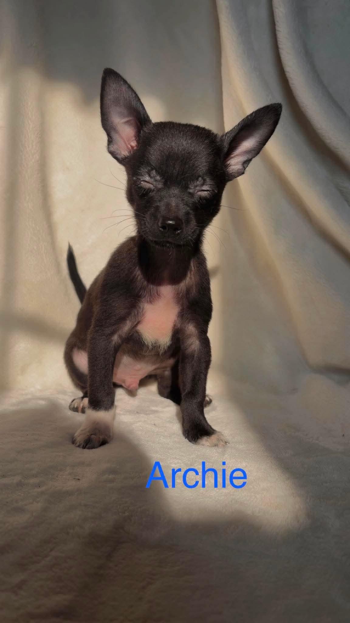 Archie: Not at shelter (Suzanna), Adopted, Young Male Chihuahua & Pomeranian.