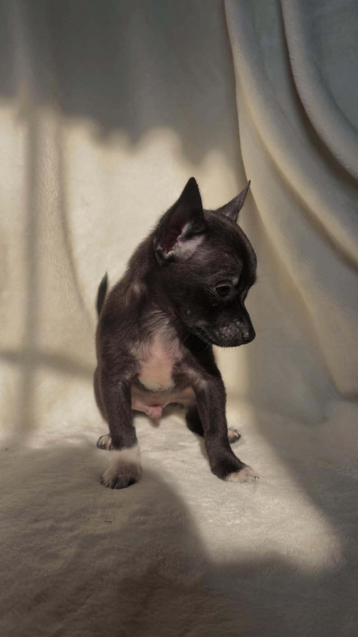 Enlarge Archie: Not at shelter (Suzanna), a Adopted mixed breed in Rustburg, VA image 3/3