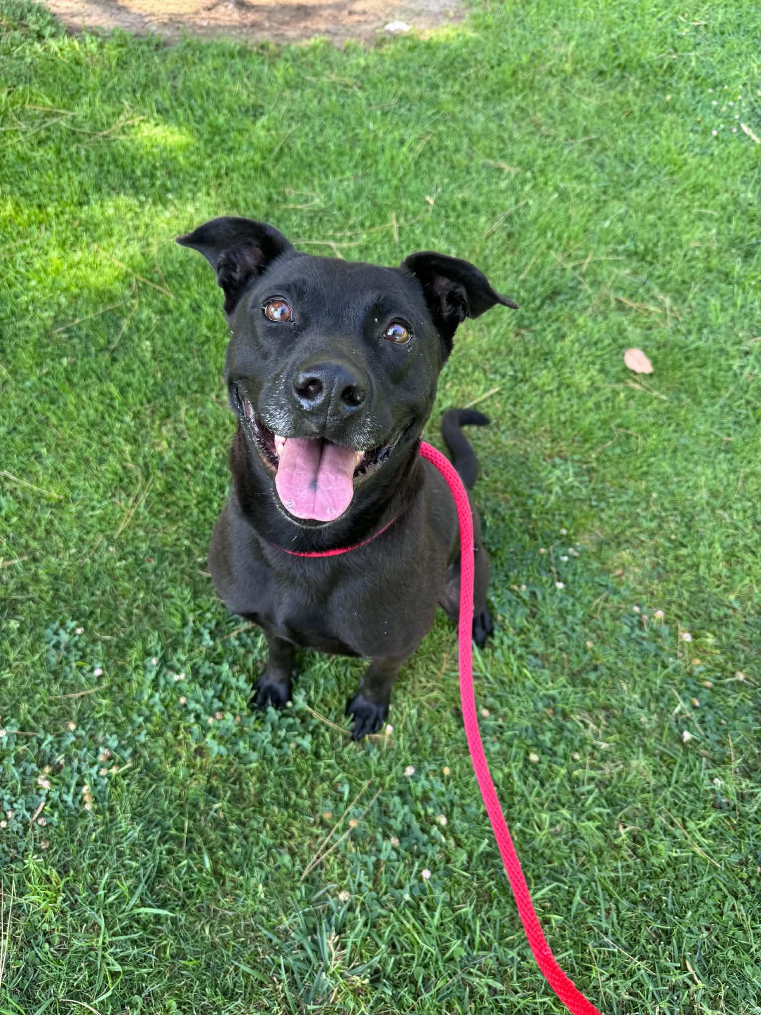 Tango, Adoptable, Adult Female Labrador Retriever.