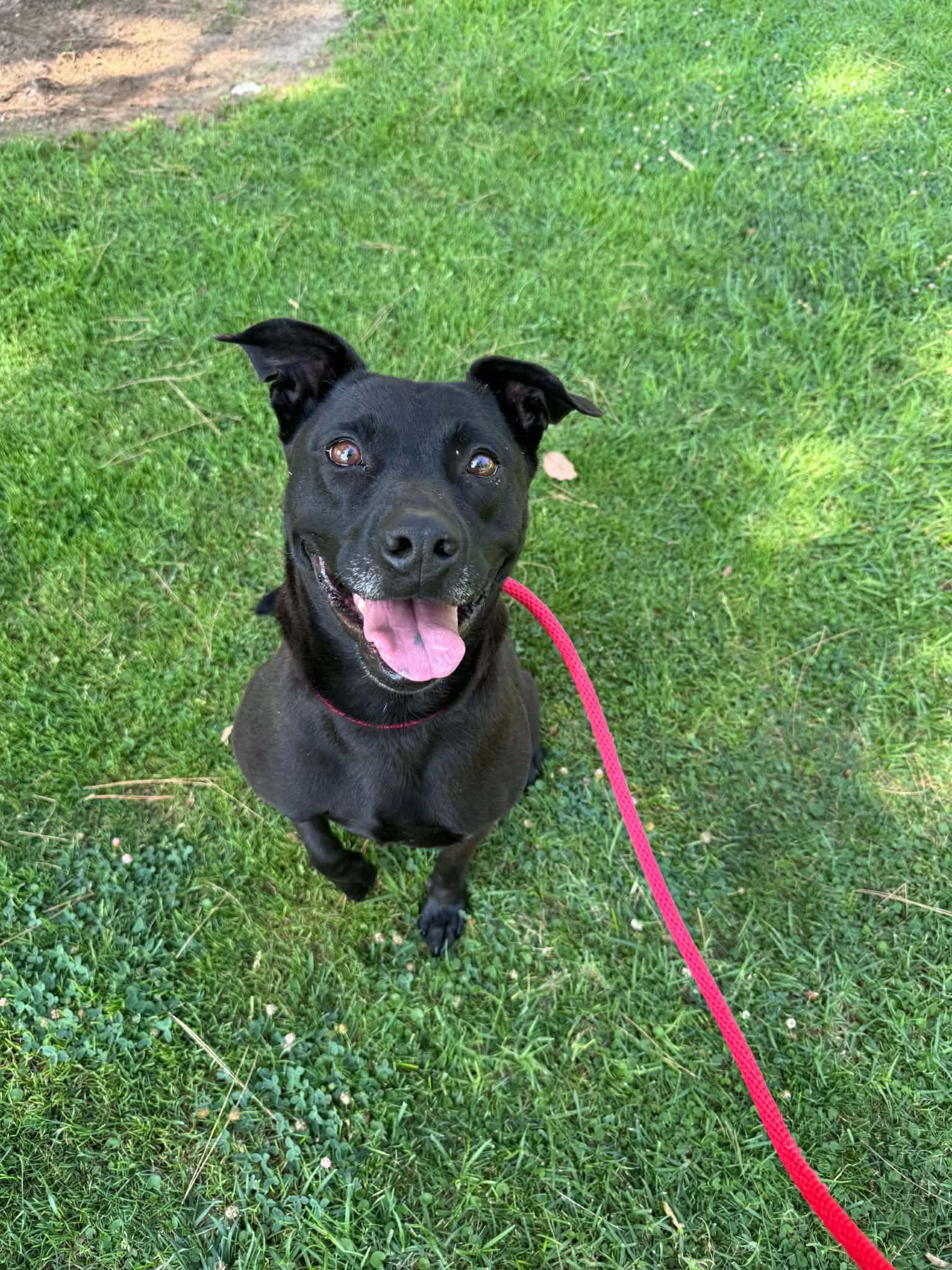 Enlarge Tango, a Adoptable Labrador Retriever in San Diego, CA image 2/3