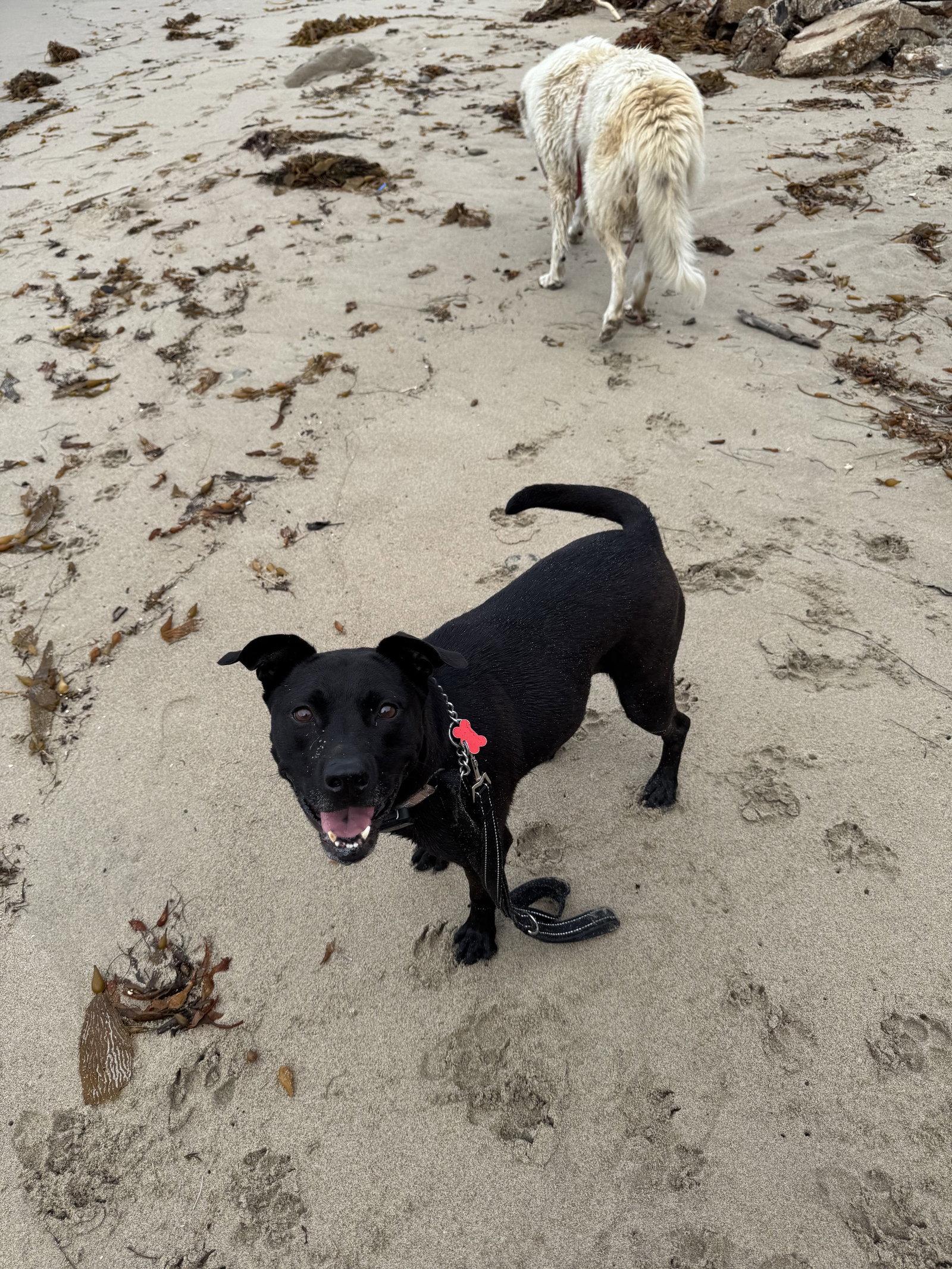 Enlarge Tango, a Adoptable Labrador Retriever in San Diego, CA image 3/3