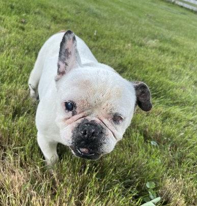 Enlarge Margot, an adoptable French Bulldog in Peapack, NJ image 4/5