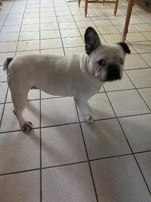 Enlarge Margot, an adoptable French Bulldog in Peapack, NJ image 2/5