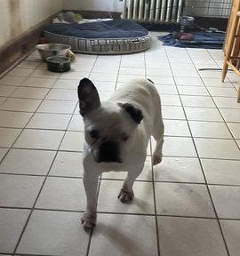 Margot, adoptable, Senior Female French Bulldog.