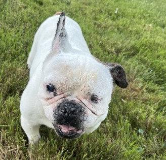 Enlarge Margot, an adoptable French Bulldog in Peapack, NJ image 5/5
