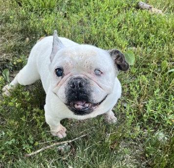 Enlarge Margot, an adoptable French Bulldog in Peapack, NJ image 3/5